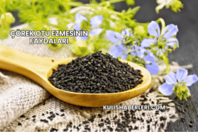 Çörek Otu Ezmesinin Faydaları