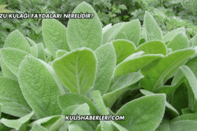 Kuzu Kulağı Faydaları Nerelidir?