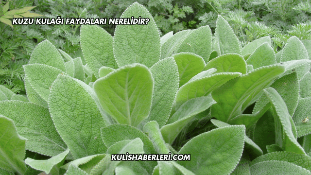 Kuzu Kulağı Faydaları Nerelidir?