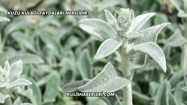 Kuzu Kulağı Faydaları Nerelidir?