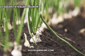 Taze Soğan Faydaları Nelerdir?